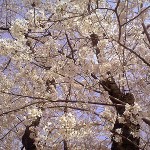 大和桜